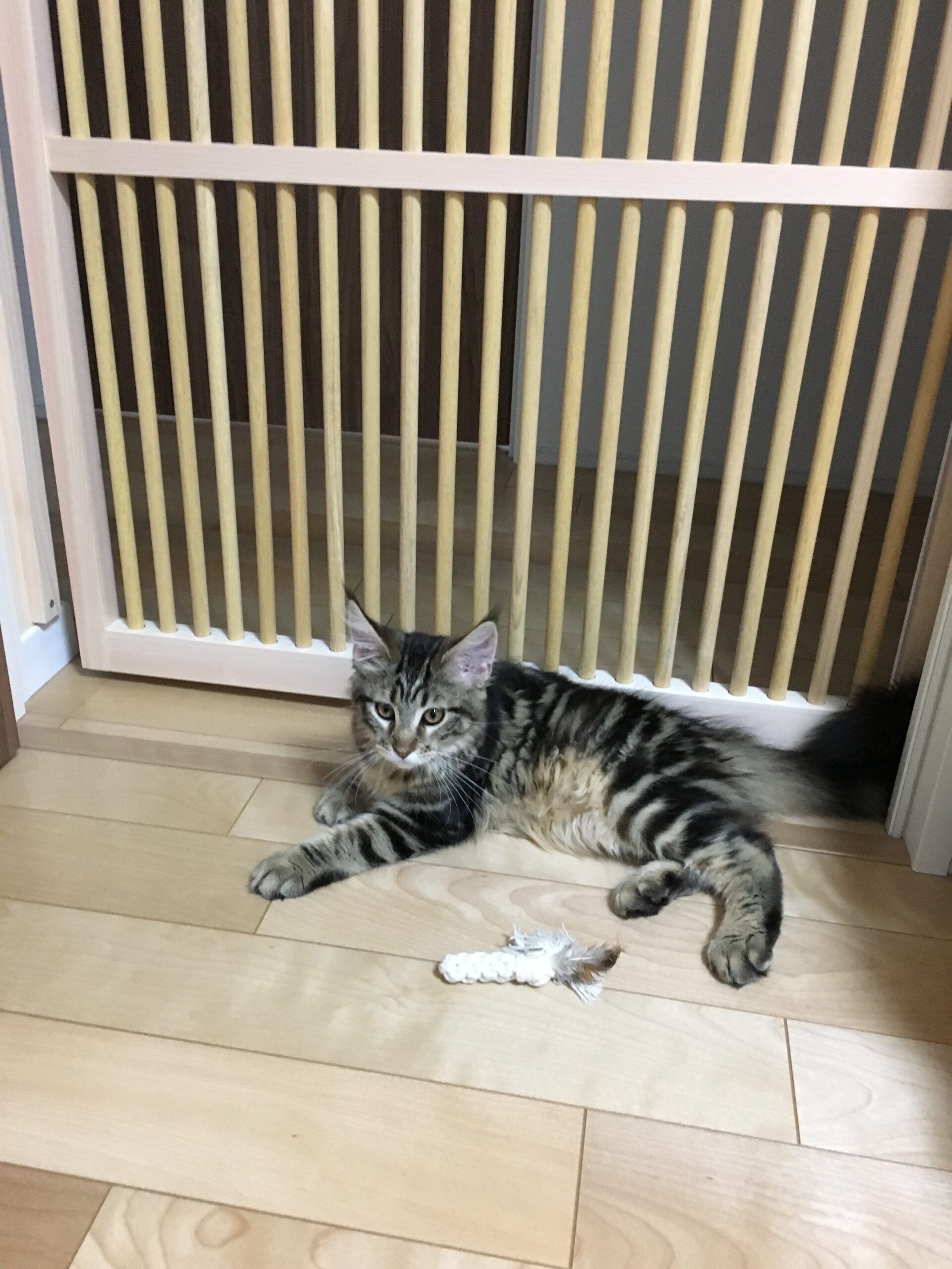 木製のにゃんがーどの前でくつろぐ猫
