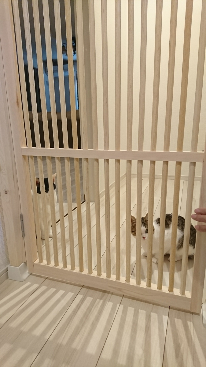 にゃんがーどの木製格子と、その奥にいる猫