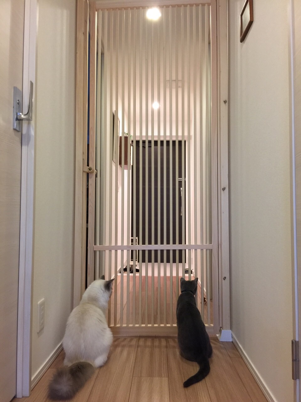 廊下に設置されたにゃんがーどと2匹の猫
